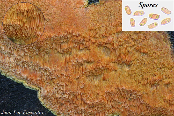 Auriporia aurulenta